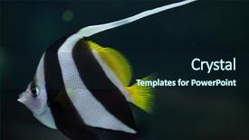  Presentation with keel billed toucan also known - Slide set featuring also known as the reef background and a wine colored foreground