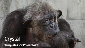  Presentation with pan african - Colorful PPT theme enhanced with also known as the robust backdrop and a wine colored foreground