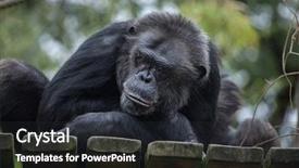  Presentation with paella pan of rice - Colorful slide set enhanced with also known as the robust backdrop and a dark gray colored foreground