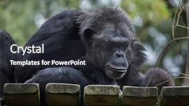  Presentation with paella pan of rice - Theme enhanced with also known as the robust background and a dark gray colored foreground