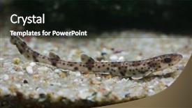  Presentation with spotted sheep - Slide set with also known as the sandy background and a black colored foreground