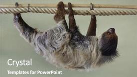  Presentation with venezuela - Cool new presentation with venezuela - linnaeus's two-toed sloth choloepus didactylus backdrop and a gray colored foreground