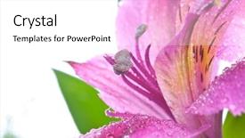  Presentation with pink beauty - Beautiful presentation theme featuring alstroemeria beauty pink flower backdrop and a white colored foreground
