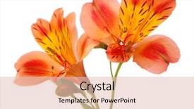  Presentation with white flowers of jasmine - Cool new theme with alstroemeria flowers isolated on white backdrop and a lemonade colored foreground