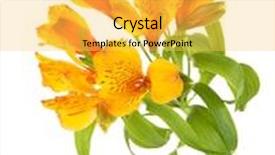  Presentation with white flowers of jasmine - Slide set with alstroemeria flowers isolated on white background and a yellow colored foreground