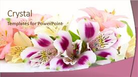  Presentation with white flowers of jasmine - Audience pleasing PPT theme consisting of alstroemeria flowers isolated on white backdrop and a cream colored foreground