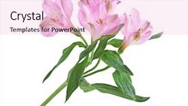  Presentation with inca - Cool new slides with alstroemeria lily of the incas backdrop and a lemonade colored foreground