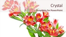 Presentation with tropical flowers - PPT layouts featuring alstroemeria peruvian lily flowers background and a sky blue colored foreground