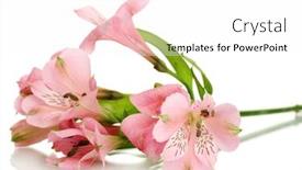  Presentation with pink flowers - Slide set consisting of alstroemeria-pink-flowers-isolated background and a pink colored foreground