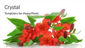  Presentation with white flowers - Presentation with alstroemeria-red-flowers-isolated background and a white colored foreground