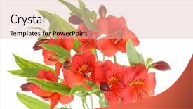  Presentation with white flowers - Colorful slides enhanced with alstroemeria-red-flowers-isolated backdrop and a lemonade colored foreground