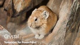  Presentation with stone - Colorful theme enhanced with altai-pika-sitting-on-stone backdrop and a coral colored foreground