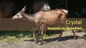  Presentation with keel billed toucan also known - PPT theme having altai-wapiti-cervus-canadensis-sibiricus background and a tawny brown colored foreground