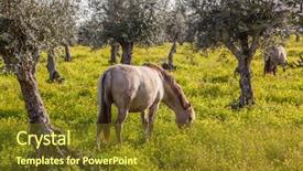  Presentation with pregnant - Theme enhanced with alteration - pregnant mare from the alter background and a tawny brown colored foreground