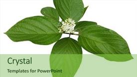  Presentation with dogwood - Colorful theme enhanced with alternate leaved dogwood leaves isolated backdrop and a seafoam green colored foreground