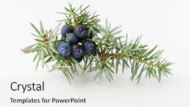 Presentation with berries - Presentation featuring alternative medicine blue - juniper branch with berries background and a light gray colored foreground