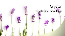  Presentation with lavender flowers - PPT layouts featuring alternative medicine blue - lavender flowers isolated on white background and a white colored foreground