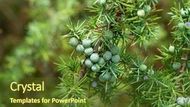  Presentation with juniper tree - Cool new PPT theme with alternative medicine blue - medicinal plant and evergreen tree backdrop and a tawny brown colored foreground