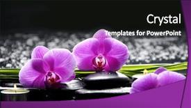  Presentation with spa concept - Audience pleasing slide set consisting of three orchid and bamboo stones backdrop and a black colored foreground