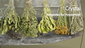 Presentation with herbs - Presentation theme having alternative therapy - variety of dried herbs background and a coral colored foreground