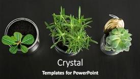  Presentation with plants growing - Amazing presentation design having aluminum cans used as containers for growing plants on dark wooden table backdrop and a dark gray colored foreground