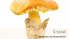  Presentation with mushroom - PPT theme consisting of amanita caesarea caesar's mushroom background and a lemonade colored foreground