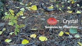  Presentation with fly - Audience pleasing presentation design consisting of amanita muscaria commonly known backdrop and a dark gray colored foreground