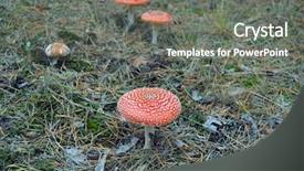  Presentation with fly - PPT theme enhanced with amanita muscaria commonly known background and a gray colored foreground
