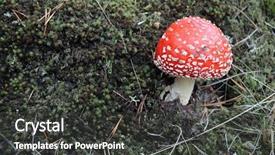  Presentation with fly - Colorful PPT theme enhanced with amanita muscaria commonly known backdrop and a dark gray colored foreground