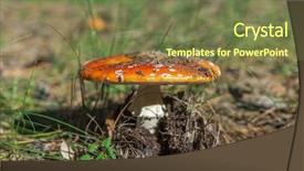  Presentation with mushroom - Presentation theme with red and white poisonous mushroom background and a violet colored foreground