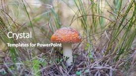  Presentation with poisonous plants - Colorful PPT theme enhanced with red and white poisonous mushroom backdrop and a gray colored foreground
