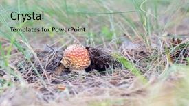  Presentation with poisonous plants - Presentation having red and white poisonous mushroom background and a light gray colored foreground