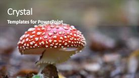  Presentation with poisonous plants - Presentation design enhanced with amanita muscaria poisonous mushroom background and a gray colored foreground