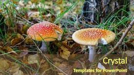  Presentation with poisonous plants - Colorful PPT theme enhanced with amanita poisonous mushroom two spotted backdrop and a tawny brown colored foreground