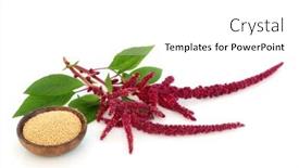 Presentation with gluten - Presentation theme enhanced with amaranth-dried-seed-with-amaranthus background and a  colored foreground