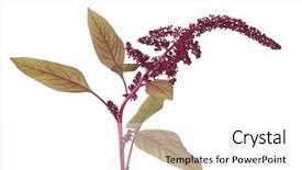  Presentation with aztec - Cool new slides with amaranth flowers on white background backdrop and a  colored foreground