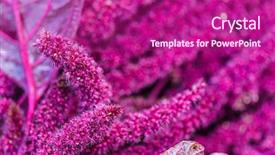  Presentation with bed - Slide set featuring amaranth love-lies-bleeding background and a violet colored foreground