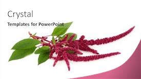  Presentation with medicinal plant - Theme enhanced with amaranth-plant-in-flower background and a  colored foreground