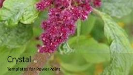  Presentation with green leaves coriander lay - PPT theme with amaranth plumed cockscomb plant flower background and a tawny brown colored foreground