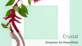  Presentation with flower border - PPT theme featuring amaranthus-plant-in-flower background and a cool aqua colored foreground