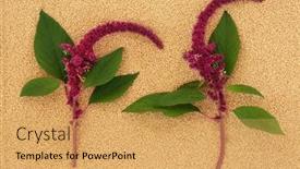  Presentation with food minerals - Slides featuring amaranthus-plants-in-flower background and a yellow colored foreground