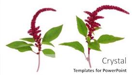  Presentation with minerals - Presentation enhanced with amaranthus-plants-in-flower background and a white colored foreground