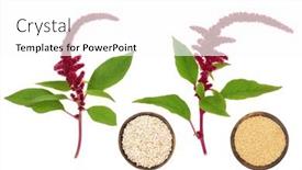  Presentation with nutrients - PPT theme having amaranthus-plants-with-red-flower background and a white colored foreground
