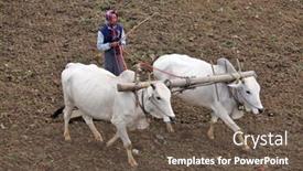  Presentation with rice fields - Presentation design having amarapura-myanmar-dec-09-2013 background and a tawny brown colored foreground