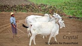  Presentation with rice fields - Beautiful slide set featuring amarapura-myanmar-dec-10-2013 backdrop and a coral colored foreground