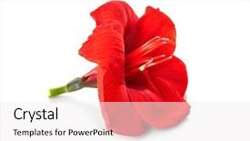  Presentation with red hibiscus rosa sinensis flower - PPT theme featuring amaryllis - beautiful red tropical flower isolated background and a  colored foreground