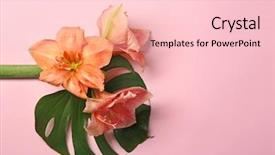  Presentation with tropical flowers - Theme with amaryllis - composition with beautiful tropical flowers background and a lemonade colored foreground