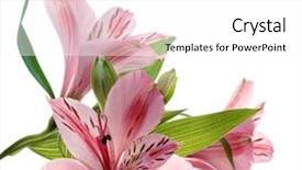  Presentation with drawing of pink lotus flower - Amazing PPT layouts having amaryllis - macro shot of a pink backdrop and a white colored foreground