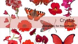  Presentation with butterflies - Presentation design featuring amaryllis - set of red color flowers background and a coral colored foreground