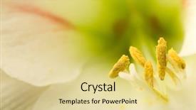  Presentation with pastel pink - Presentation theme enhanced with amaryllis - soft focus image of pastel background and a blonde colored foreground